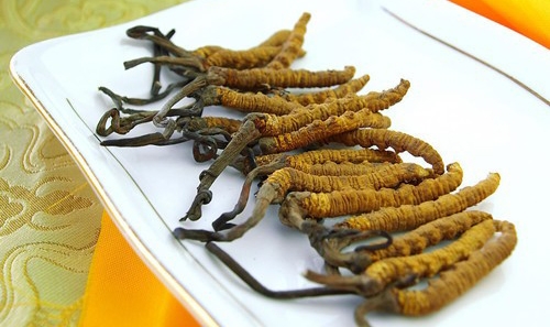 深圳冬蟲夏草回收